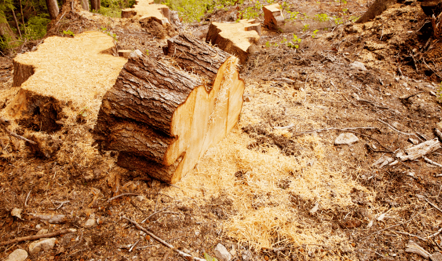 Darrick's Firewood and Tree Service