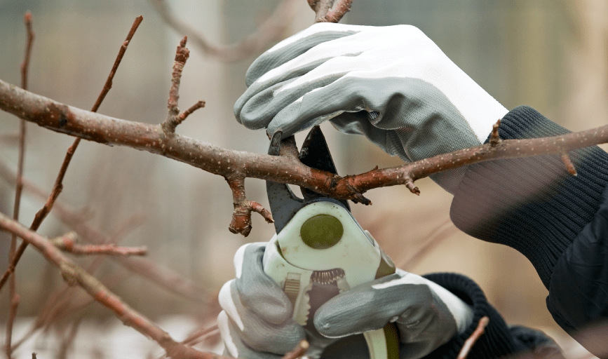 Darrick's Firewood and Tree Service